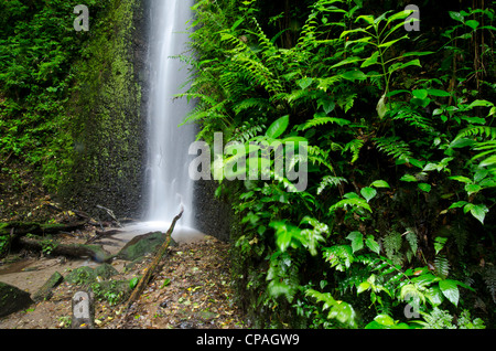 Waterfall at cloud forest, La Amistad international park, Chiriqui province, Panama, Central America Stock Photo