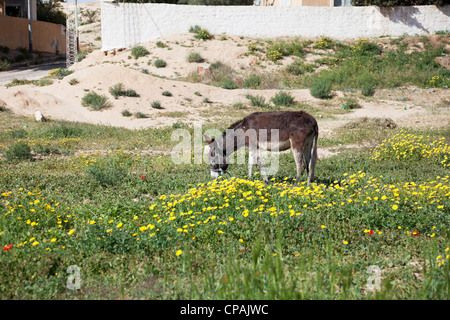 Donkey feeding in the yellow daisy field. Stock Photo