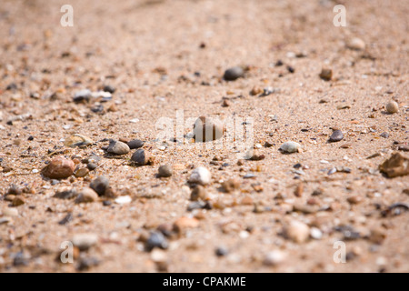 Seasalter Beach, Kent, England, UK Stock Photo