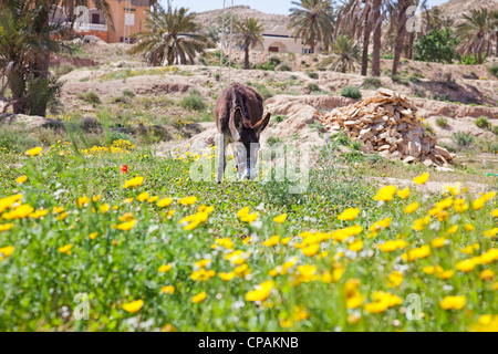 Donkey feeding in the yellow daisy field. Stock Photo