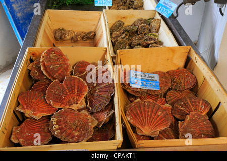 Fresh scallops and oysters at the market in Honfleur, France. Stock Photo
