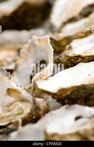 Oysters, Whitstable Harbour fish market in Kent, England, UK, oyster festival Stock Photo