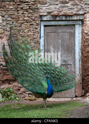 A Peacock displaying its feathers UK