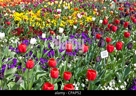 Tulips bloom in spring on the garden island of Mainau, Lake Constance, Baden-Wurttemberg, Germany Stock Photo