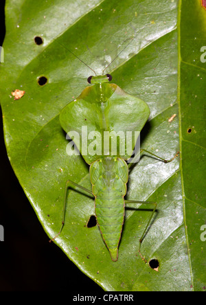 Leaf mimic mantis (Choeradodis rhomboidea) camouflaged on a rainforest kleaf, Ecuador 59384258094 Stock Photo