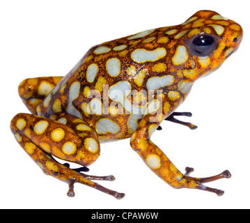 Harlequin Poison Frog (Oophaga sylvatica) from the Choco Biological Region in north-west Ecuador. Stock Photo