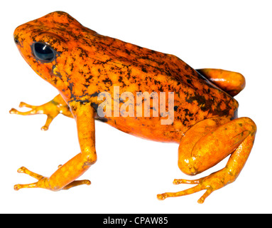 Harlequin Poison Frog (Oophaga sylvatica) from the Choco Biological Region in north-west Ecuador, orange morph. Stock Photo