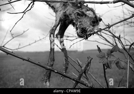 A fox hung on a branch in Suffolk Stock Photo