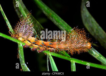 A poisonous spiny moth caterpillar - Automeris, family Saturniidae Stock Photo