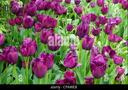 field with tulips on the floriade 2012 world horticultural expo Stock Photo