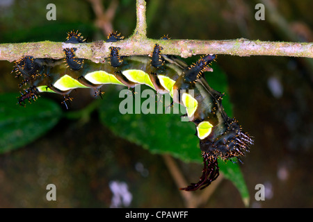 A poisonous spiny moth caterpillar, family Saturniidae Stock Photo