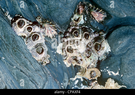 Dark acorn barnacles (Balanus perforatus: Balanidae) exposed as the tide falls; with limpets UK Stock Photo