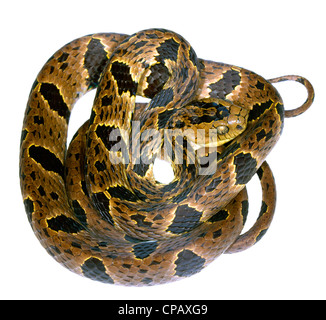 Big-headed snail-eating snake (Dipsas andiana) a species endemic to Western Ecuador Stock Photo