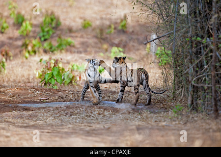 Telia Tigress cubs in a Playfully Fight at Tadoba Andhari Tiger Reserve, India.  ( Panthera Tigris ) Stock Photo