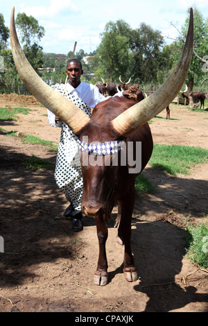 A cowherd whistles to control an African Long-Horned Cow in a stockade at the King's Palace, Nyanza, Rwanda. Stock Photo