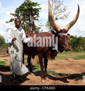 A cowherd whistles to control an African Long-Horned Cow in a stockade at the King's Palace, Nyanza, Rwanda. Stock Photo