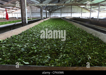 Tea leaves on withering trays during production at the Gisakura Tea Factory in Rwanda. Stock Photo