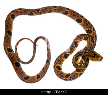 Big-headed snail-eating snake (Dipsas andiana) a species endemic to Western Ecuador Stock Photo