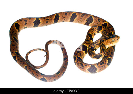 Big-headed snail-eating snake (Dipsas andiana) a species endemic to Western Ecuador Stock Photo