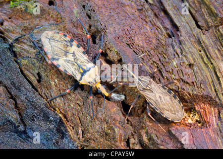 Kissing Bug (Triatoma sp.) The vector for Chagas Disease Stock Photo