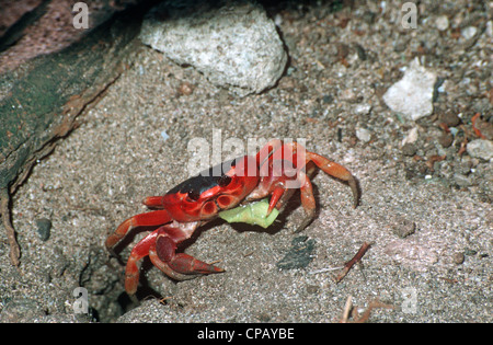 Black land crab (Gecarcinus ruricola: Gecarcinidae) feeding on a leaf scrap, St. Lucia (Purple / Red land crab, Zombie crab) Stock Photo