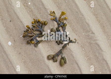 Bladder wrack / bladderwrack (Fucus vesiculosus) washed on beach at low tide, Wadden Sea National Park, Germany Stock Photo