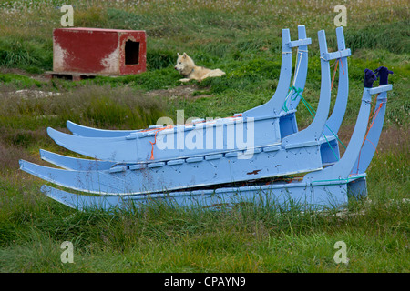 Dog sleds and sled dog with kennel in summer at Ilulissat, Disko-Bay, West-Greenland, Greenland Stock Photo