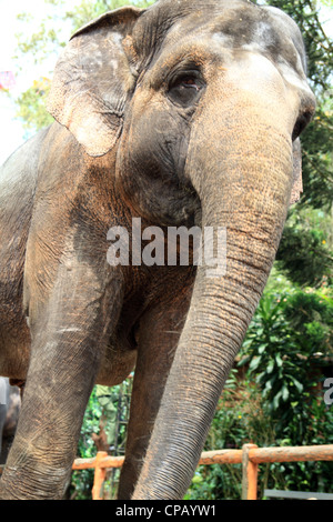 Close-up of a Elephant Stock Photo