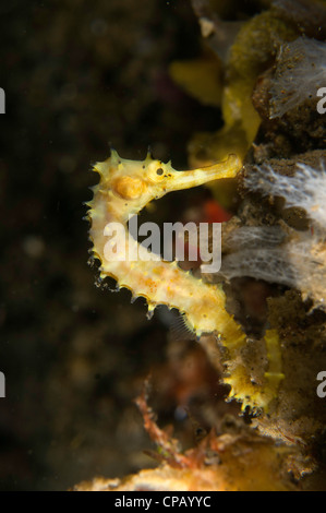 Thorny seahorse (Hippocampus hystrix) in the Lembeh Straits of Indonesia Stock Photo