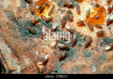 Small fruit fly (Drosophila sp.: Drosophilidae) feeding on a fallen papaya fruit in rainforest Trinidad Stock Photo