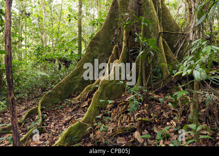 Large buttressed tree in primary rainforest, Ecuador Stock Photo