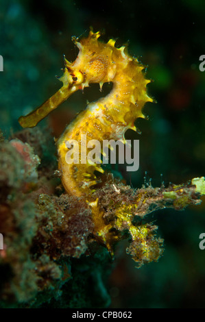 Thorny seahorse (Hippocampus hystrix) in the Lembeh Straits of Indonesia Stock Photo