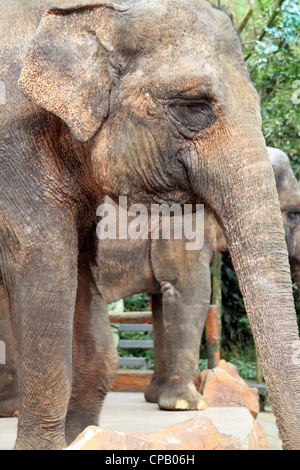 Close-up of a Elephants Stock Photo