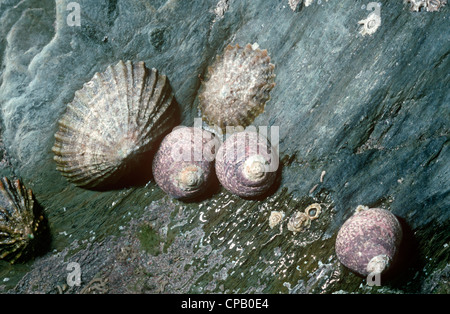 Thick or toothed topshell (Monodonta lineata/ Osilinus lineatus) and common limpets (Patella vulgata) exposed at low tide UK Stock Photo