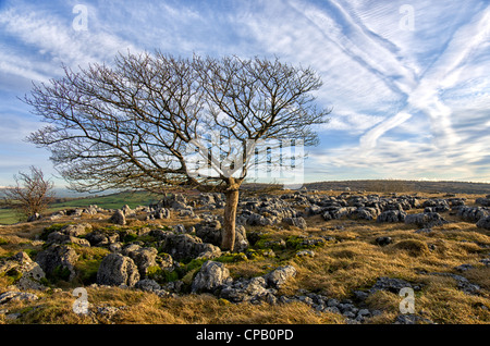 Limestone outcrops at Farletom Knott Cumbria Stock Photo