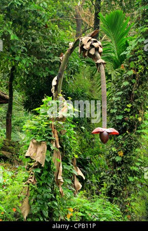 Ensete superb, Musaceae Stock Photo