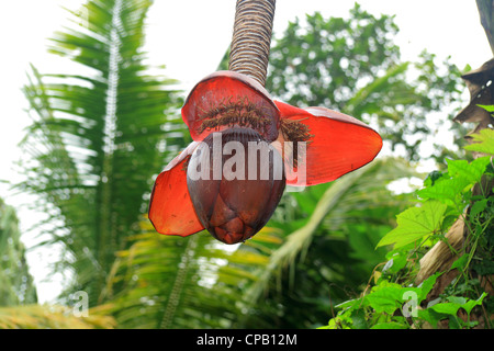 Ensete superb, Musaceae Stock Photo