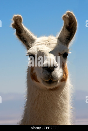 Close-up portrait female llama Chile Stock Photo