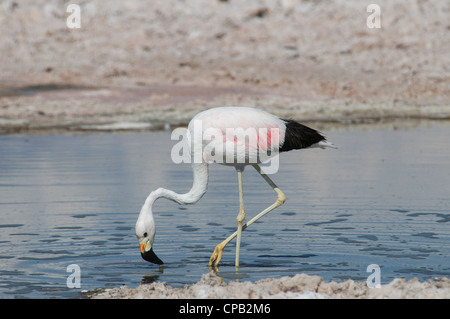 Andean Flamingo Laguna Chaxa Salar de Atacama Antofagasta Region Chile Stock Photo