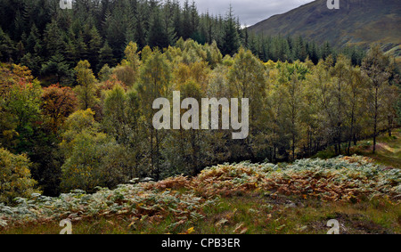 Birch woods in early autumn colours backed by pine forest and hill slopes, Glen Lyon, Perthshire, Scotland, UK. Stock Photo