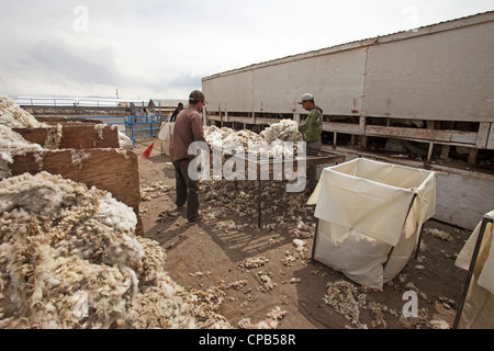 Sheep wool on sort table and quality check on livestock ranch to harvest wool for textile and industry. Despain, Rekindle Stock Photo