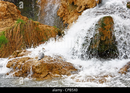 Gull on a rock at the foot of a waterfall Stock Photo