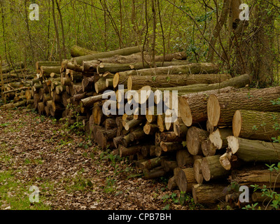Logs cut during woodland management at Marks Hill Nature Reserve in Essex Stock Photo