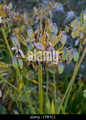 Agapanthus africanas seed head in the autumn showing traces of its blue flower in the hanging seed pods. Stock Photo