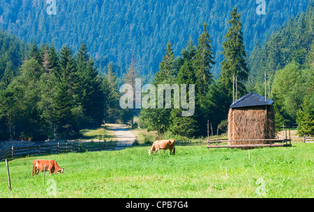 Two cows grazing on summer morning meadow (Carpathian, Ukraine) Stock Photo