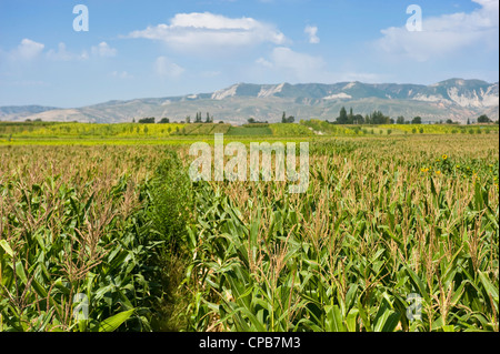 Sweetcorn crops growing in a field - a common crop in this part of China. Stock Photo