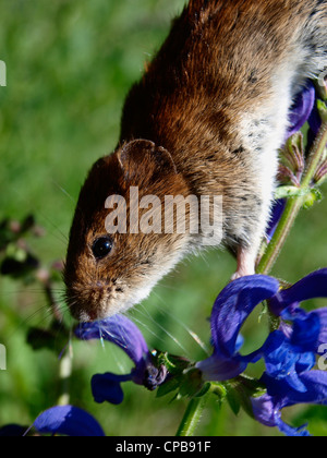 Cute little vole and a flower Stock Photo