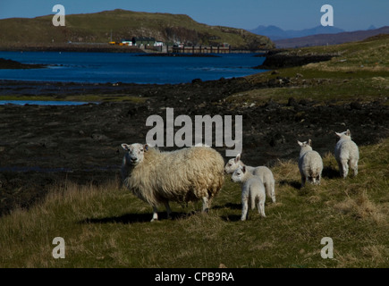 A ewe with four lambs on the Isle of Canna, Small Isles, Scotland Stock Photo