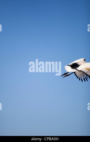 An African sacred Ibis flying out of the frame, with blue sky in the background, at the West Coast National Park, South Africa Stock Photo