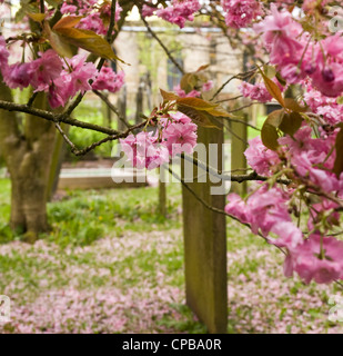 Cherry blossom in the Churchyard, Castleton, Derbyshire,  Peak District National Park Stock Photo